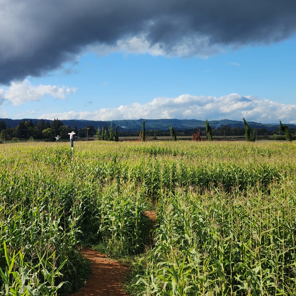 A cornfield with winding paths glows in the sun that shines between storm clouds. A pair of scarecrows in the distance overlook hidden paths.